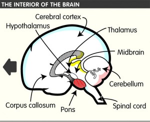 cerebral cortex and the thalamus