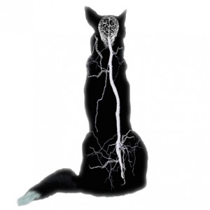 Pre-ictal, Ictal And Post-ictal Stages Of Seizures In Dogs Disturbance Of The Sensory Signals