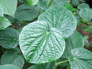 Herbal Remedies for Seizures.jpg