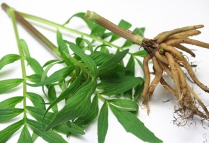 Herbal Remedies for Seizures.jpg