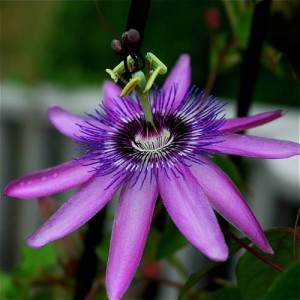 Herbal Remedies for Seizures.jpg