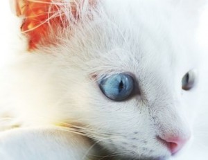 Cat Seizure Symptoms.jpg