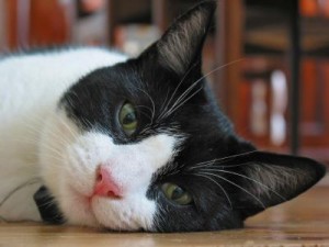Information about Blind Feline Epilepsy.jpg