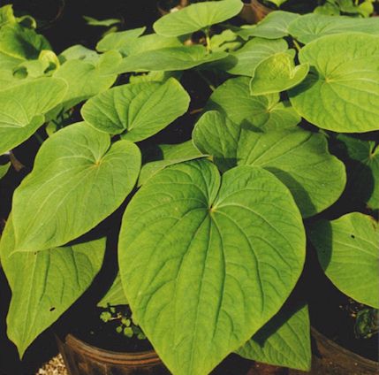 Kava Is Believed to Be Helpful in the Treatment of Grand Mal Seizures