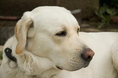 Grand Mal Seizures of Dogs