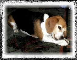 Dog Seizure Medications